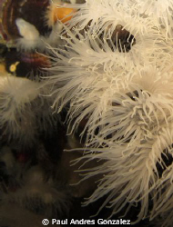 Argentine sea anemone by Paul Andres Gonzalez 